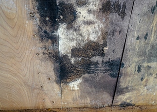 mold on wood wall is a sign of moisture issues